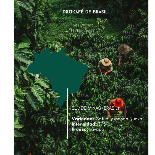 BRASIL – Sul de Minas (Honey)